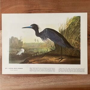 Vintage Heron Audubon Bird Illustration Bookplate Page Print Perfect for framing